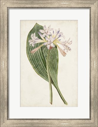 Framed Antique Botanical Collection IV Print