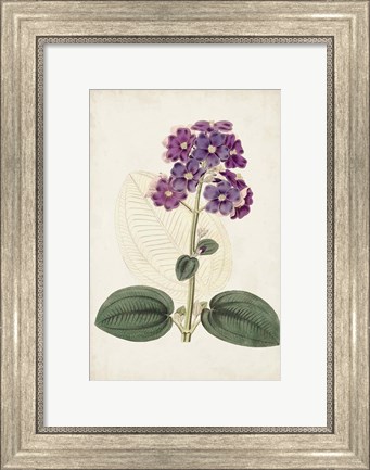 Framed Antique Botanical Collection V Print
