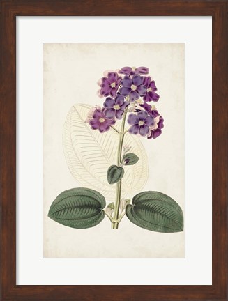 Framed Antique Botanical Collection V Print