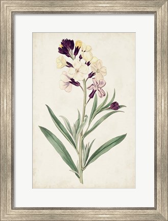 Framed Antique Botanical Collection VII Print