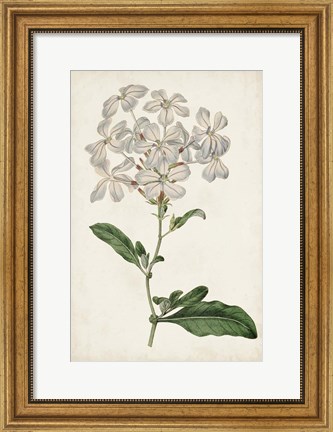 Framed Antique Botanical Collection VIII Print