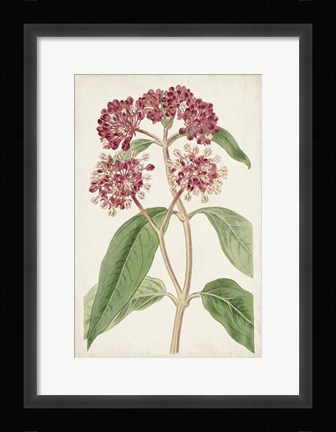 Framed Antique Botanical Collection XI Print