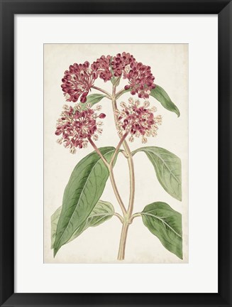 Framed Antique Botanical Collection XI Print