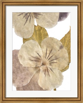 Framed Neutral Pansy II Print