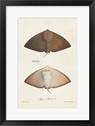 Framed Antique Rays II Print