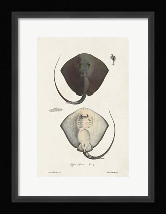 Framed Antique Rays III Print