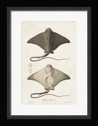 Framed Antique Rays IV Print
