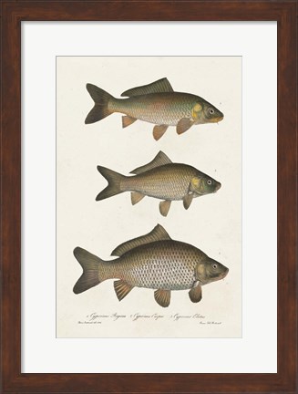 Framed Species of Antique Fish I Print