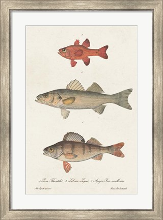 Framed Species of Antique Fish II Print