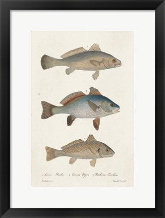 Framed Species of Antique Fish III Print