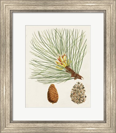 Framed Antique Pine Cones IV Print