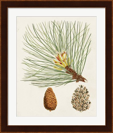 Framed Antique Pine Cones IV Print
