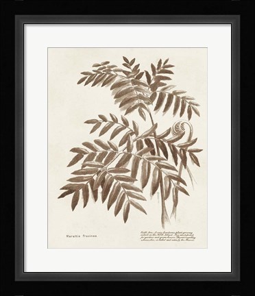 Framed Sepia Fern Varieties II Print