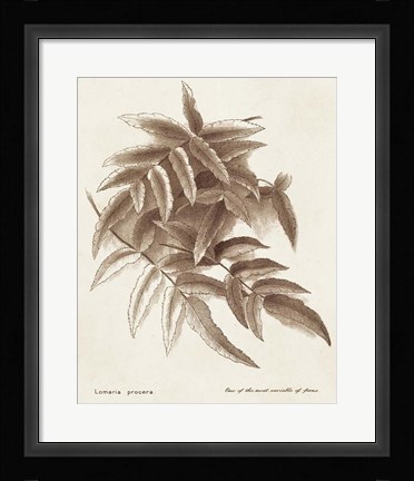 Framed Sepia Fern Varieties IV Print