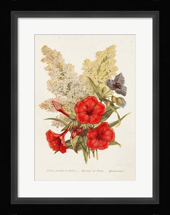 Framed Antique Floral Bouquet V Print