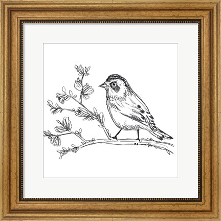 Framed Simple Songbird Sketches II Print