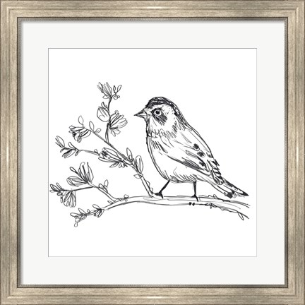 Framed Simple Songbird Sketches II Print
