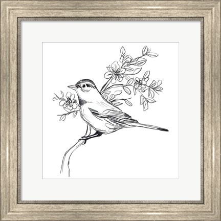 Framed Simple Songbird Sketches III Print
