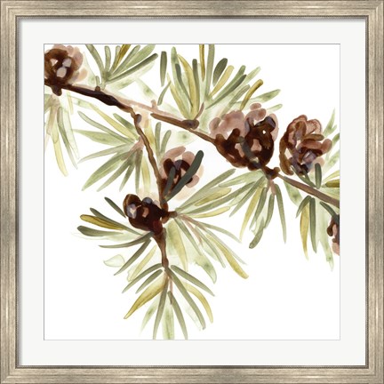 Framed Simple Pine Cone III Print