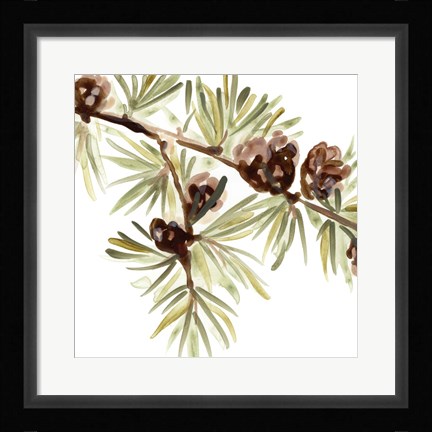 Framed Simple Pine Cone III Print