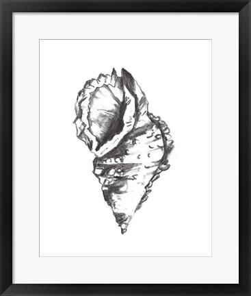 Framed Seashell Study I Print