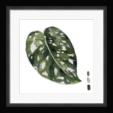 Framed Scindapsus II Print