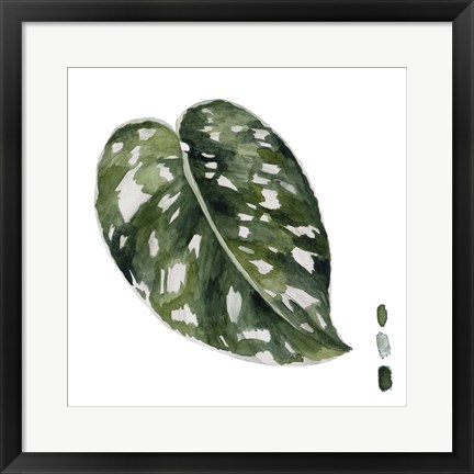 Framed Scindapsus II Print