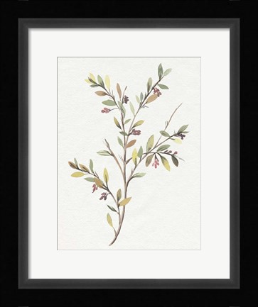 Framed Single Sprig II Print