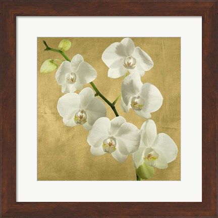 Framed Orchids on a Golden Background I Print