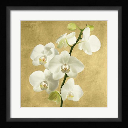 Framed Orchids on a Golden Background II Print