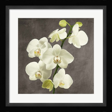Framed Orchids on Grey Background II Print