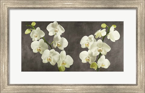 Framed Orchids on Grey Background Print