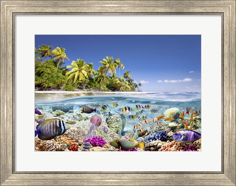 Framed Underwater life Print
