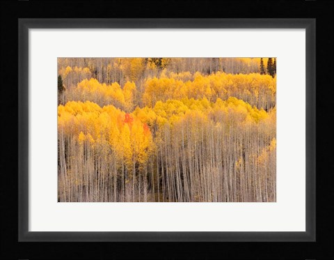 Framed Beckwith Aspens Print