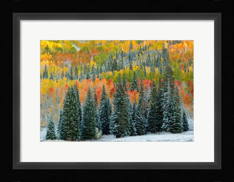 Framed Christmas Trees Print