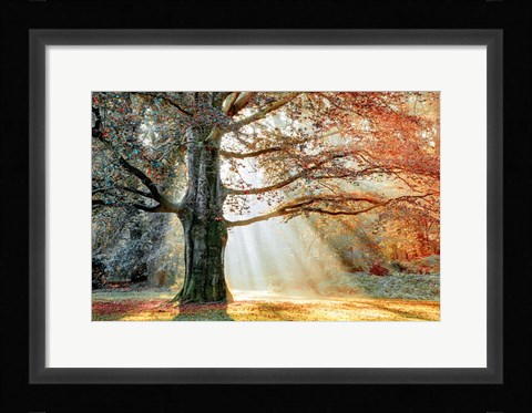 Framed Basking In The Sun Print