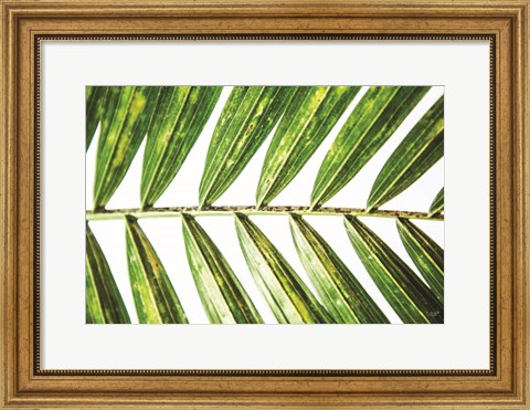 Framed Leaf Study I Print