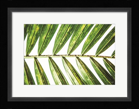 Framed Leaf Study I Print