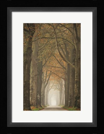 Framed Beech Lined Road Print