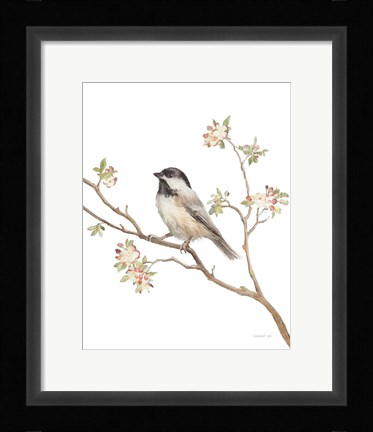 Framed Black Capped Chickadee v2 on White Print