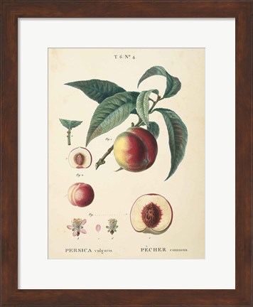 Framed Peaches II Print