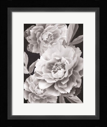 Framed Black and White Peonies Print