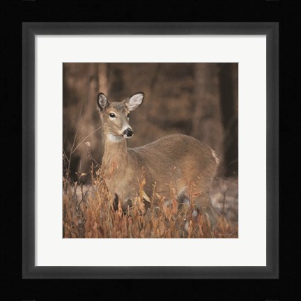 Framed Whitetail Deer Print