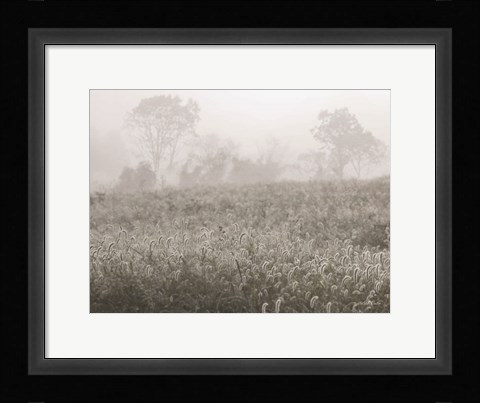 Framed Dreamy Field Print