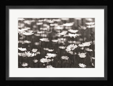 Framed Daisy Dreams Print
