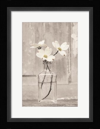 Framed Dogwood Blossoms Print