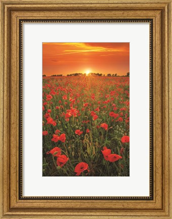 Framed Poppies at Sunset Print