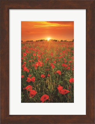 Framed Poppies at Sunset Print