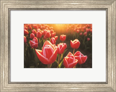 Framed Tulips at Sunrise Print