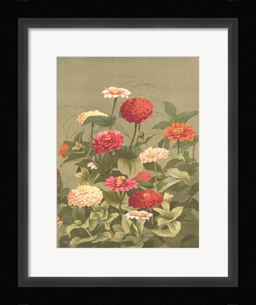 Framed Antique Botanical Collection 1 Print